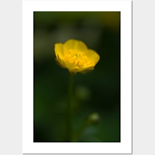 Little Buttercup Posters and Art